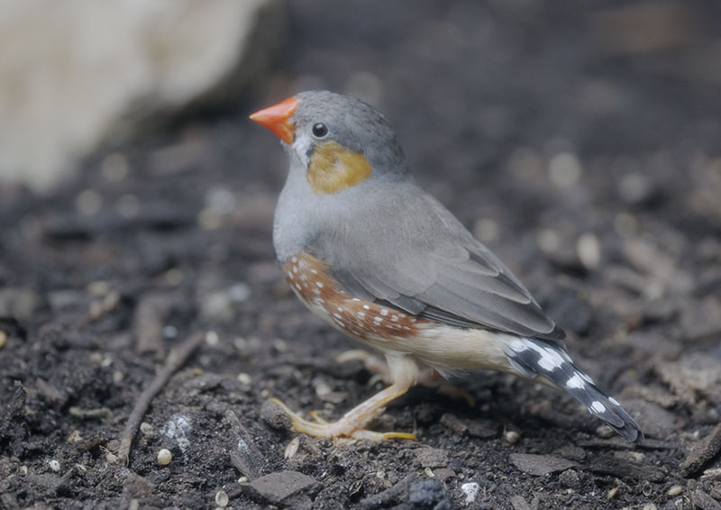 Timor zebra finch