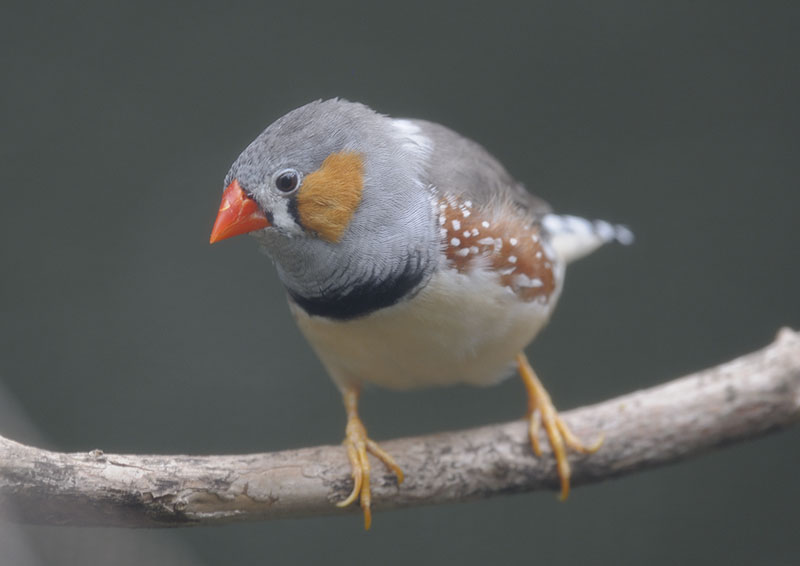 Timor zebra finch