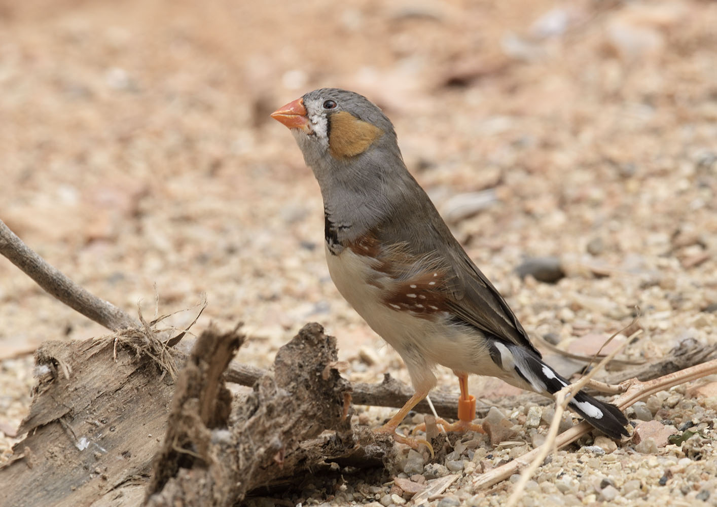 Timor zebra finch