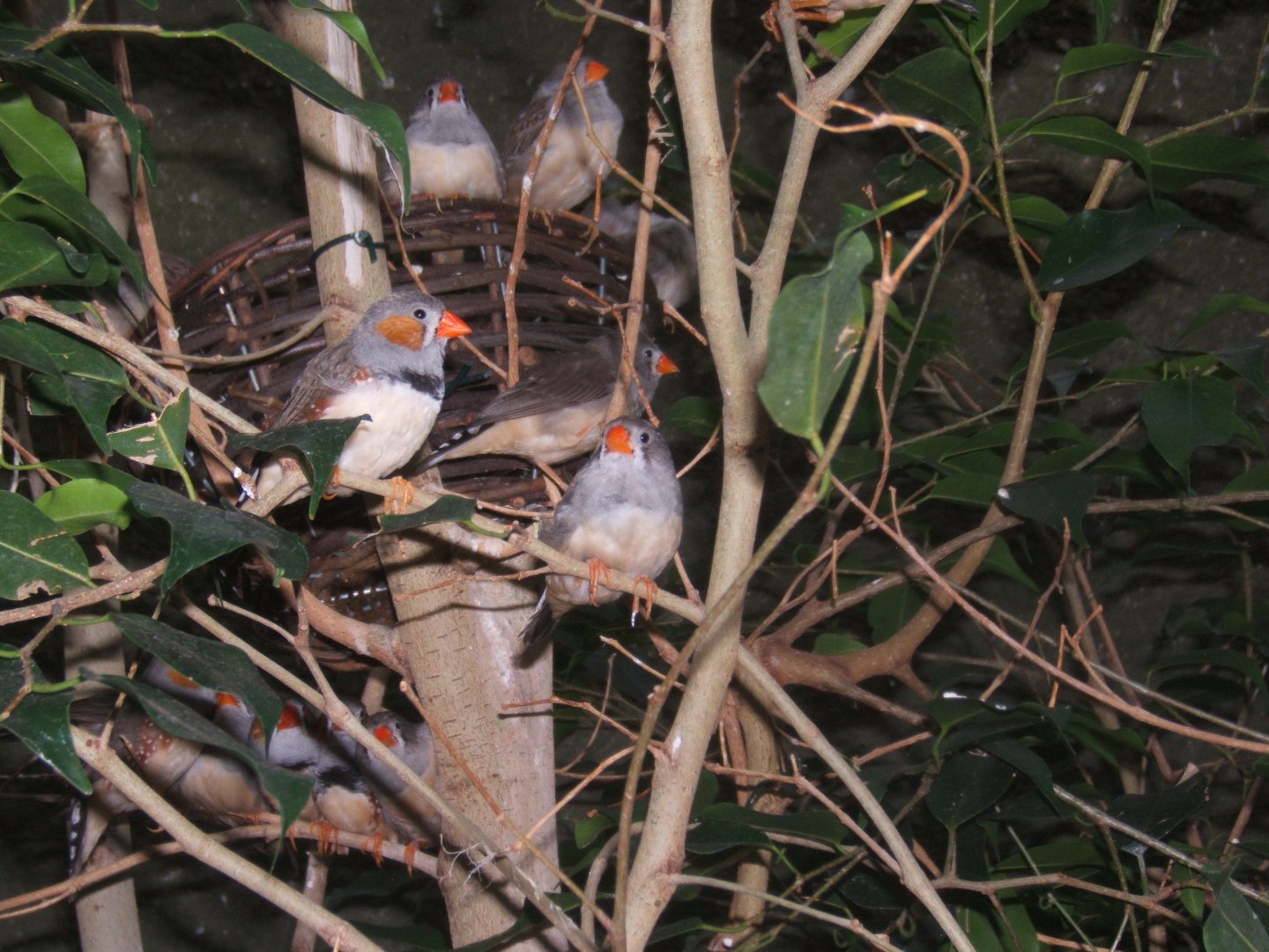 Timor Zebra Finches
