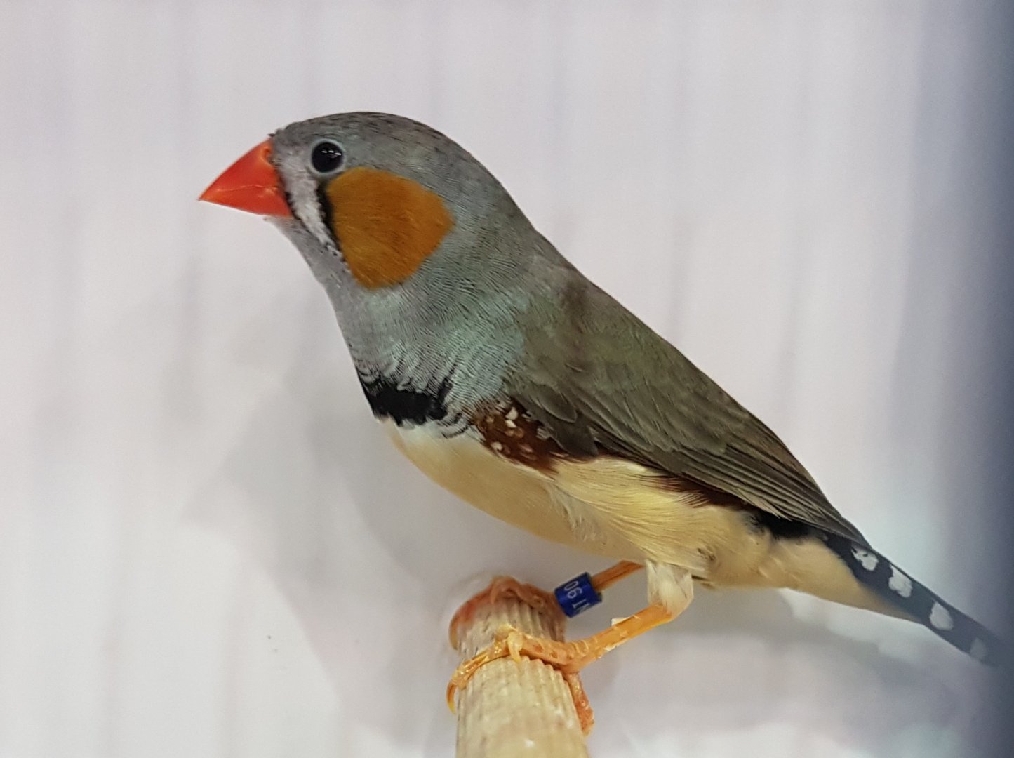 Timor zebrafinch - Poephila guttata guttata - Male