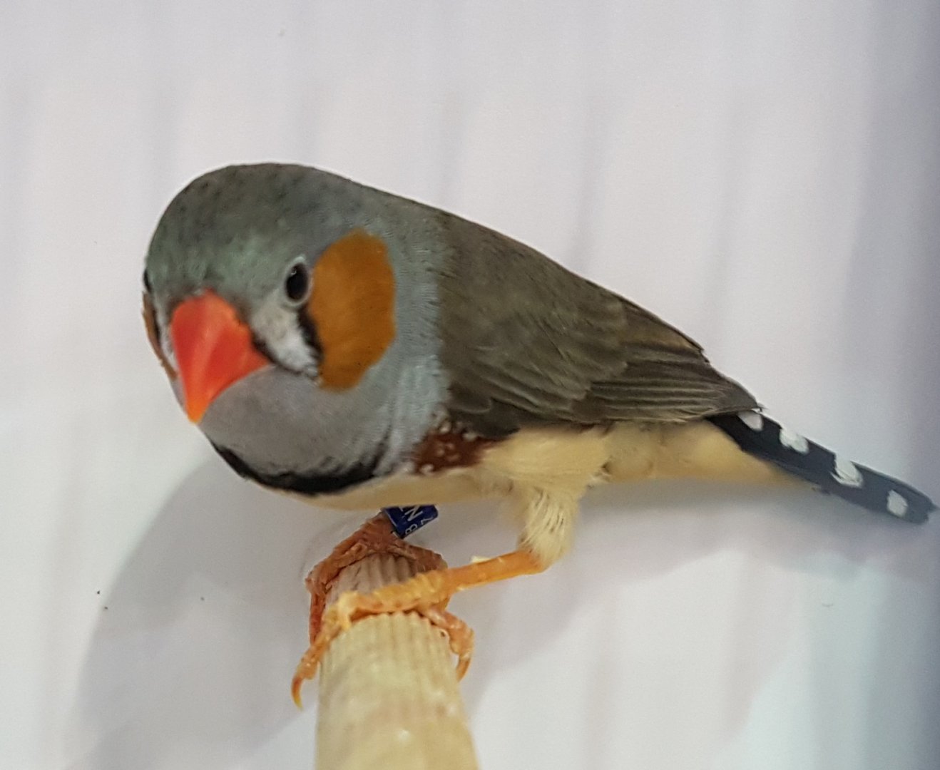Timor zebrafinch - Poephila guttata guttata - Male