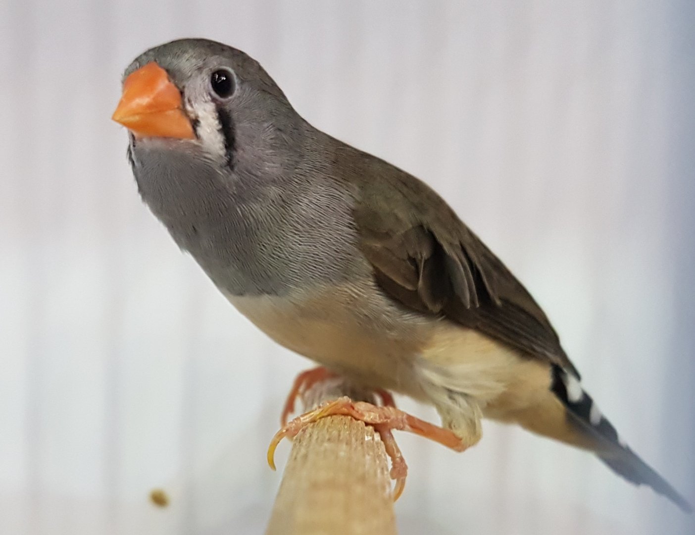 Timor zebrafinch - Poephilla guttata guttata  - Female