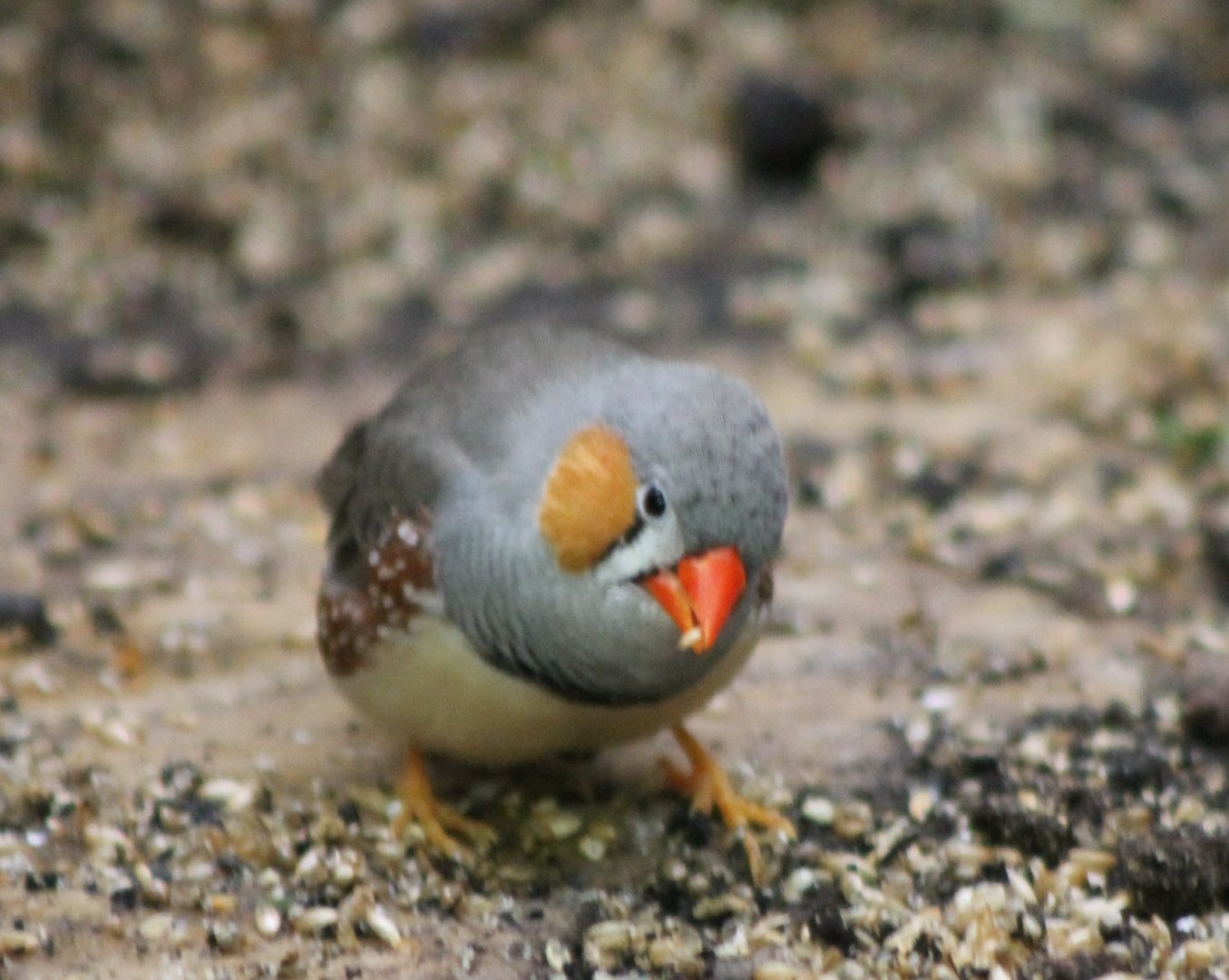 Timor zebrafinch