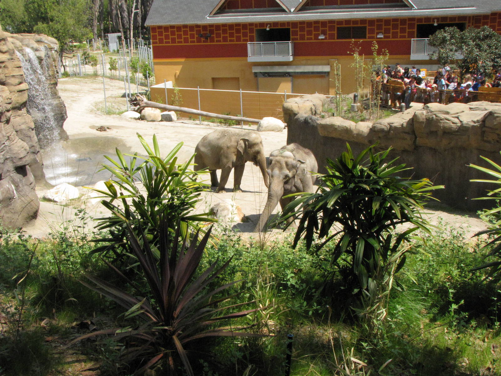 Tina and Jewel - Elephants of India Yard