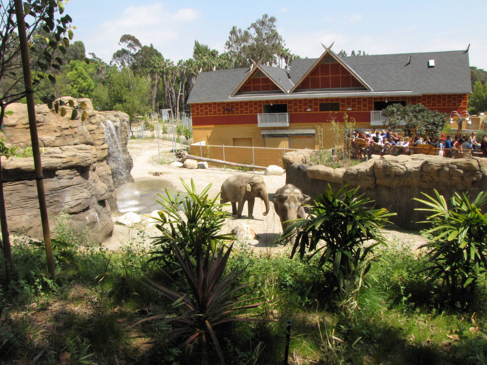 Tina and Jewel - Elephants of India Yard