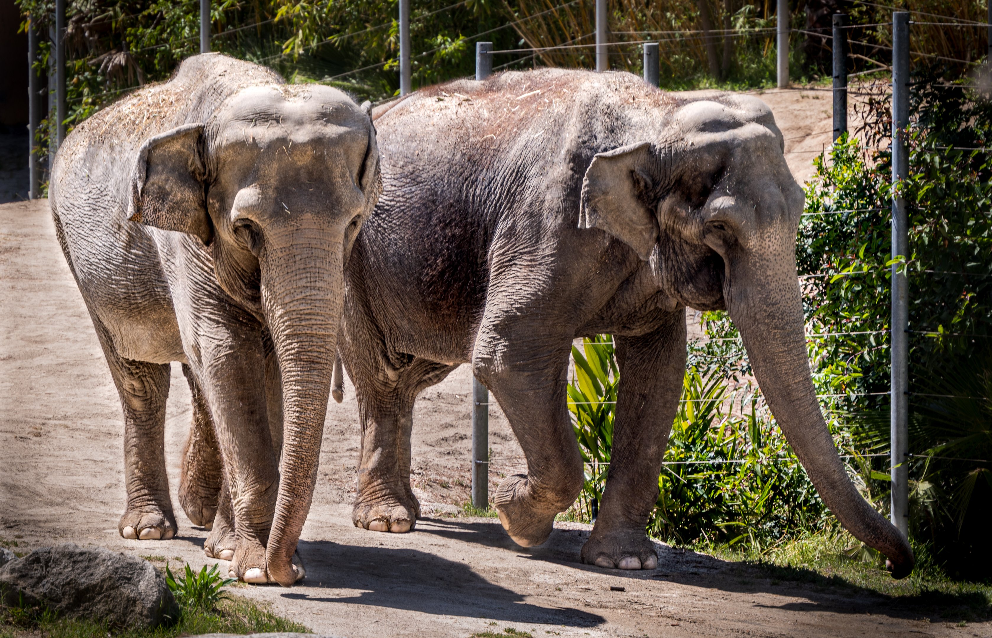 Tina and Jewel the Asian Elephants
