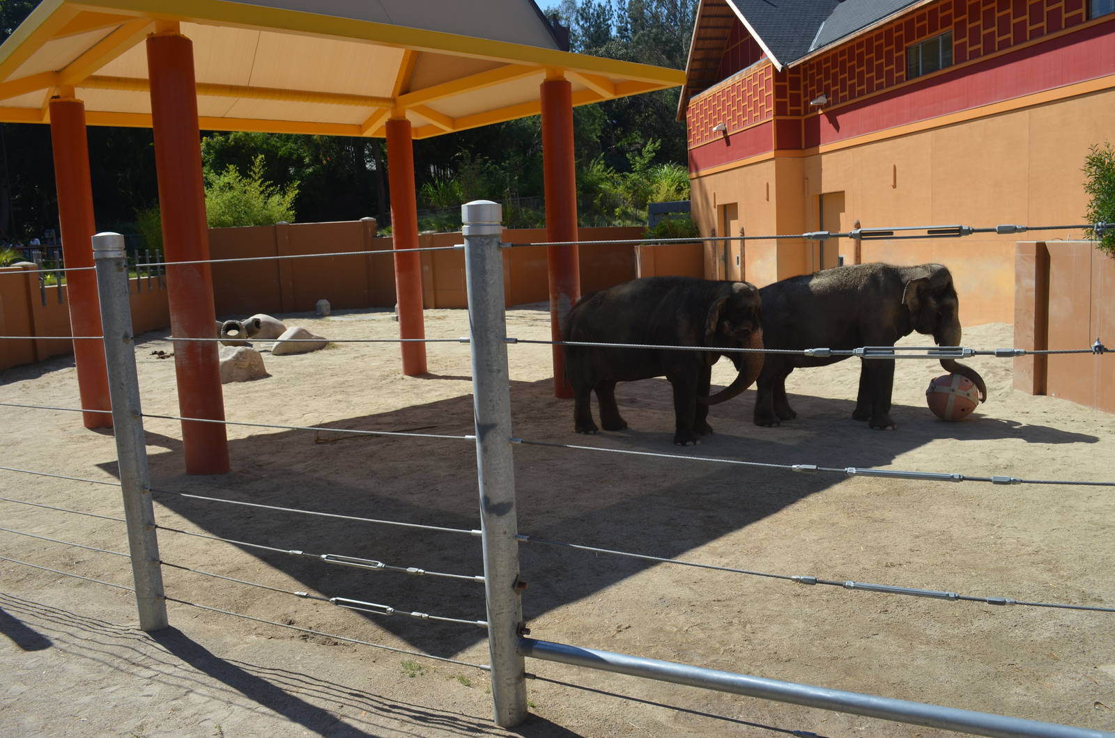 Tina and Jewels - Elephants of Thailand Yard