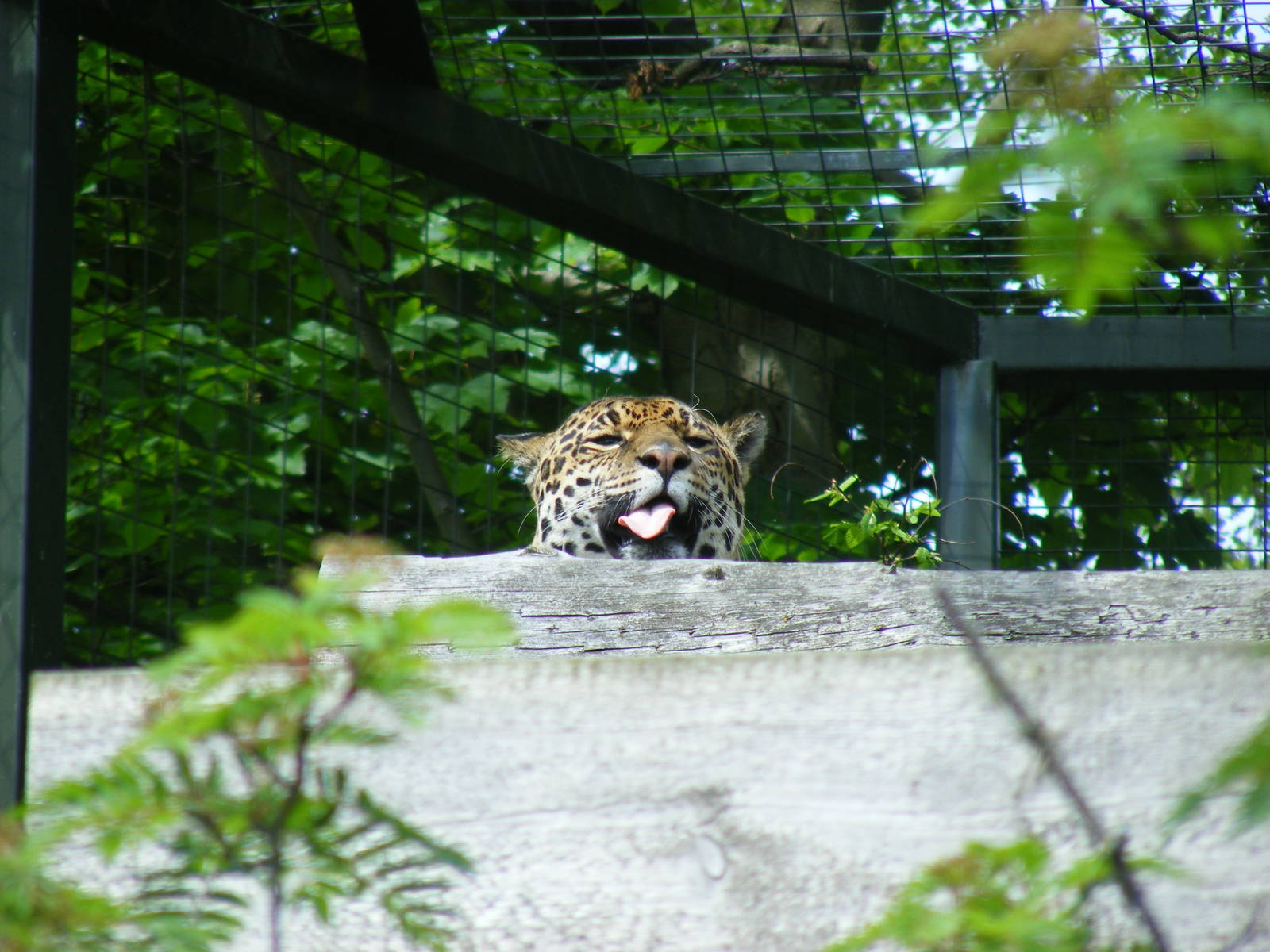 Tina the jaguar at Edinburgh Zoo, 21 May 2010