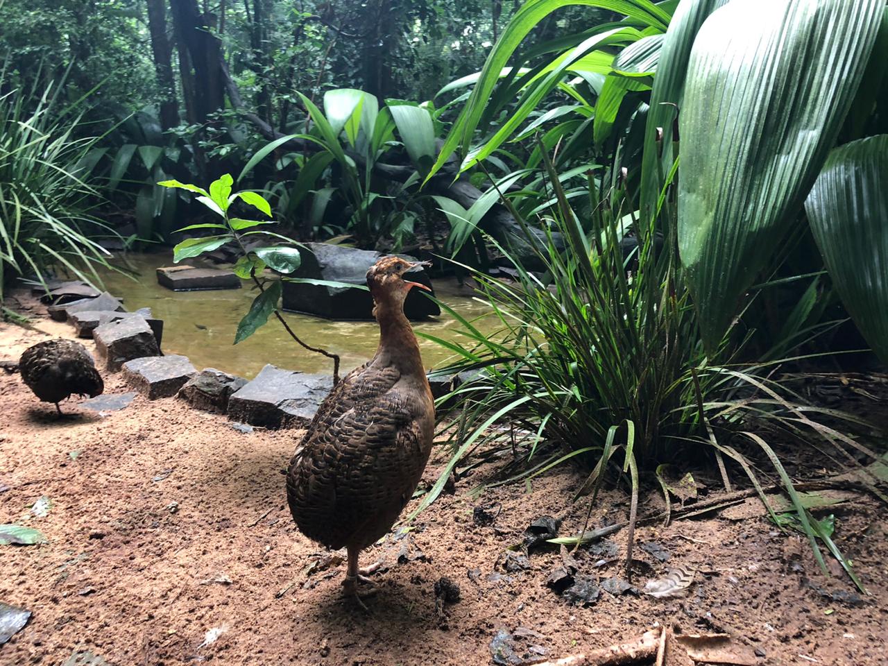 Tinamou bird in the atlantic forest vivarium - Parque das aves