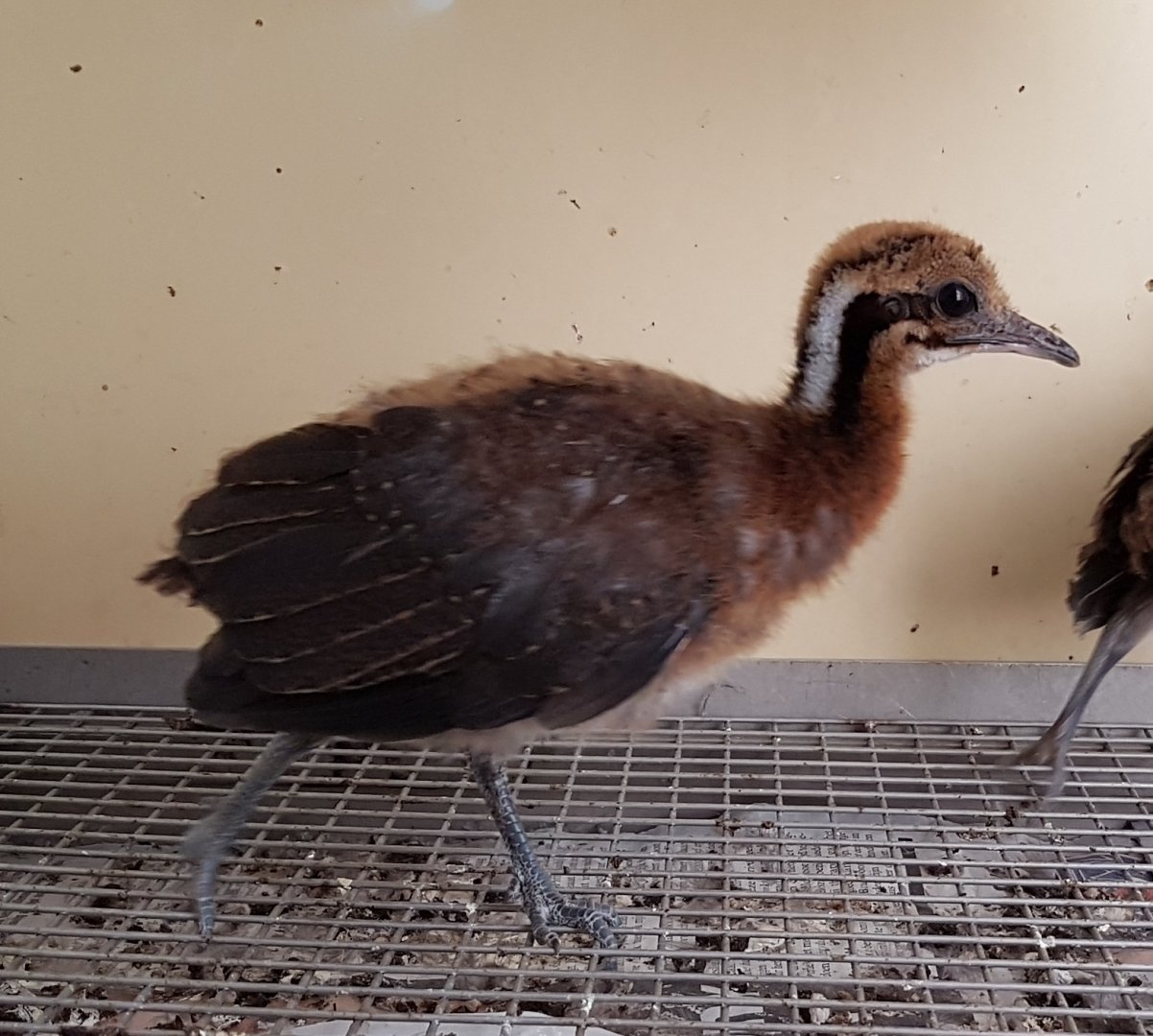 Tinamou chick - Solitairy