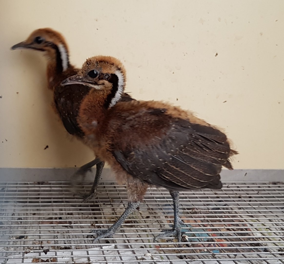 Tinamou-chicks - Solitairy