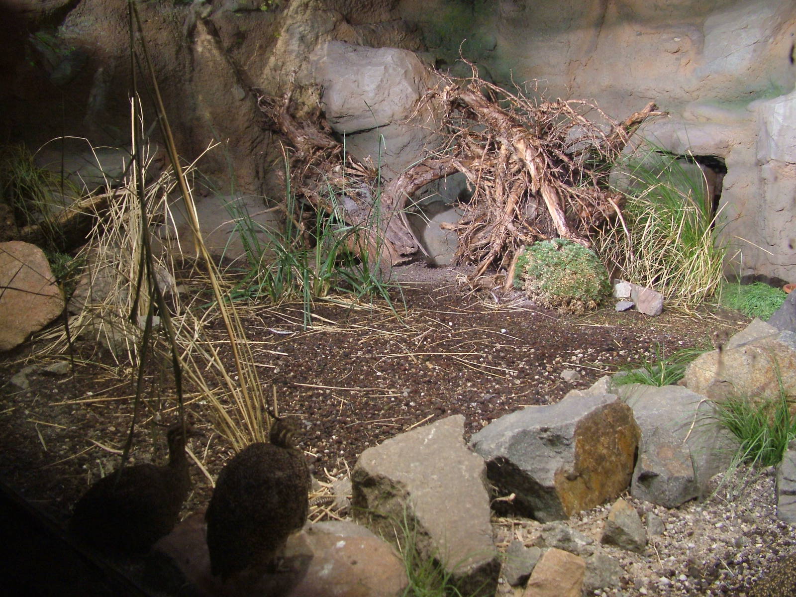 Tinamou Exhibit - Gondwanaland, Leipzig, 02/09/11