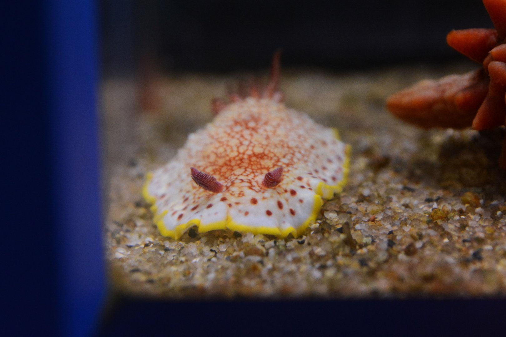 Tinctorial sea slug (Chromodoris tinctoria)