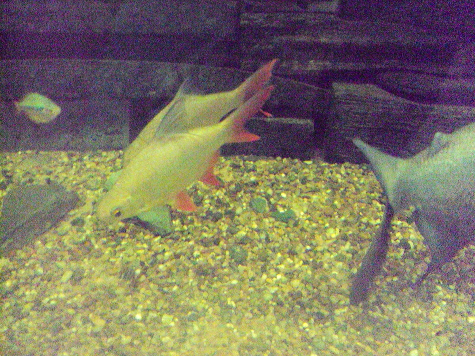 Tinfoil Barb (Barbonymus altus)