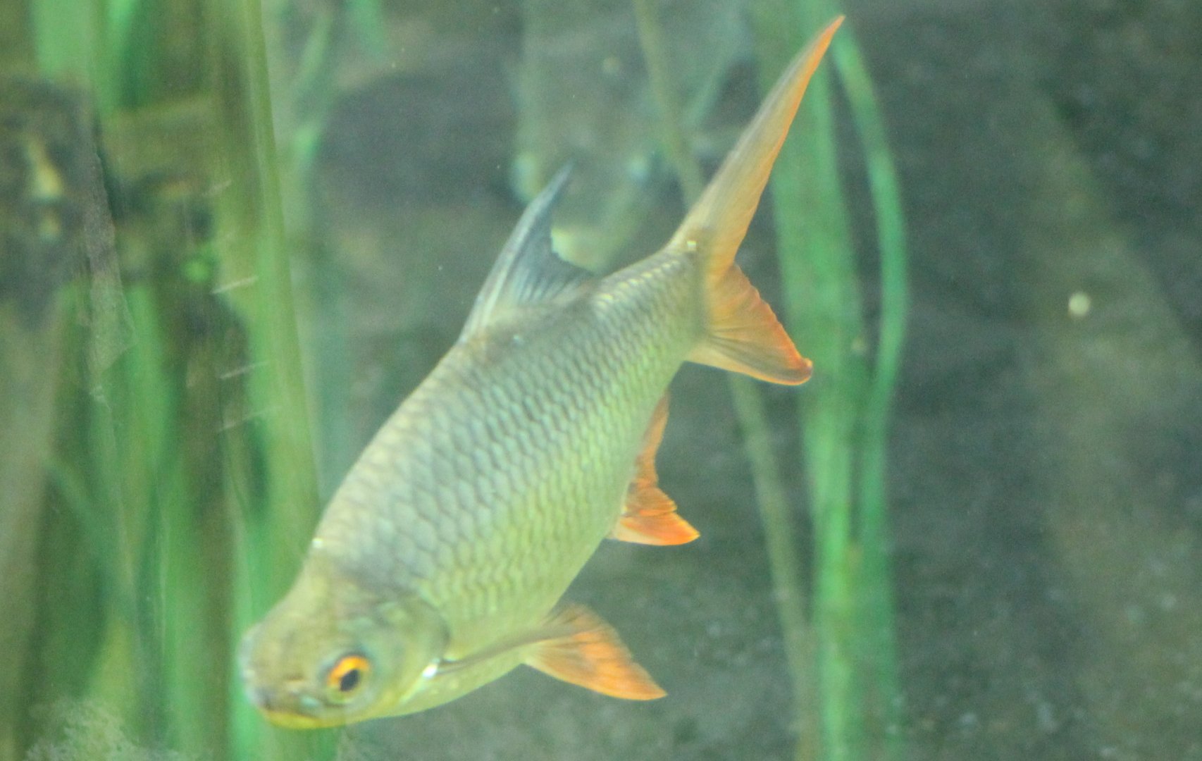 Tinfoil barb - Barbonymus schanenfeldii