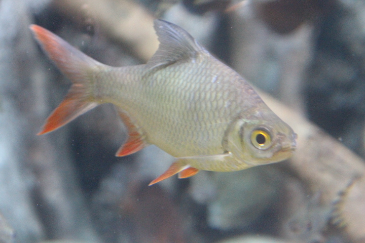 Tinfoil barb (Barbonymus schwanenfeldii) - BXSea