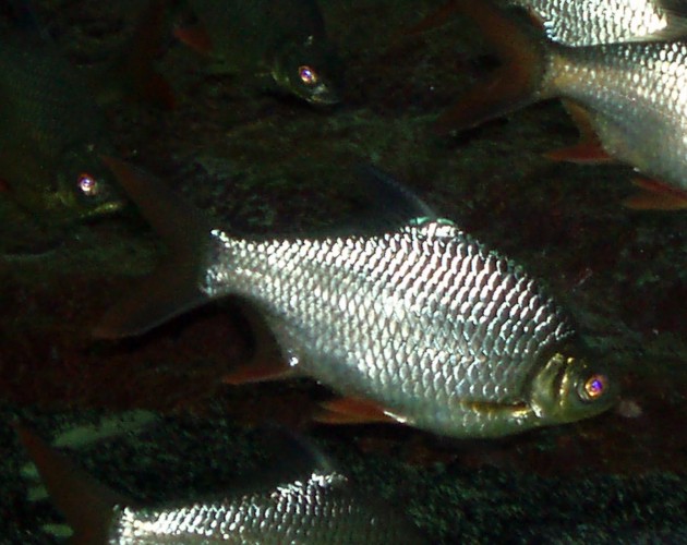 Tinfoil Barb (Barbonymus schwanenfeldii)