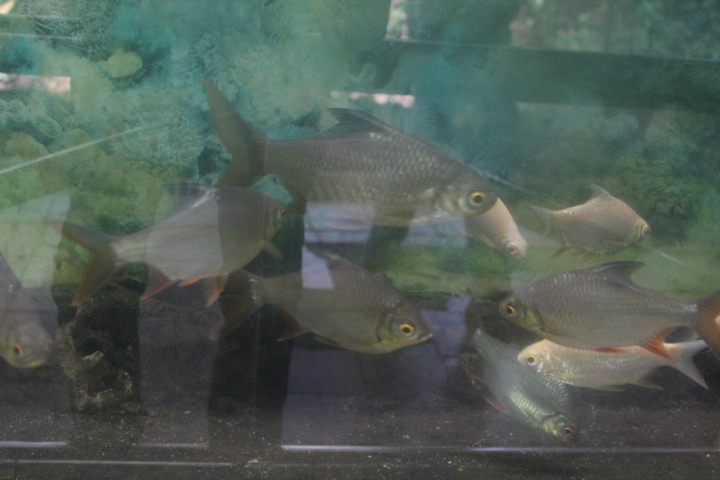 Tinfoil barb (Barbonymus schwanenfeldii)