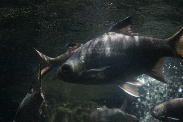 Tinfoil barb (Barbonymus schwanenfeldii)
