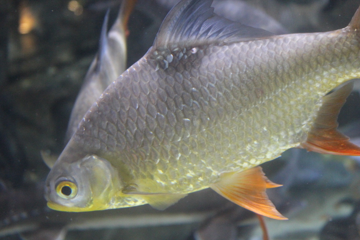 Tinfoil barb (Barbonymus schwanenfeldii)