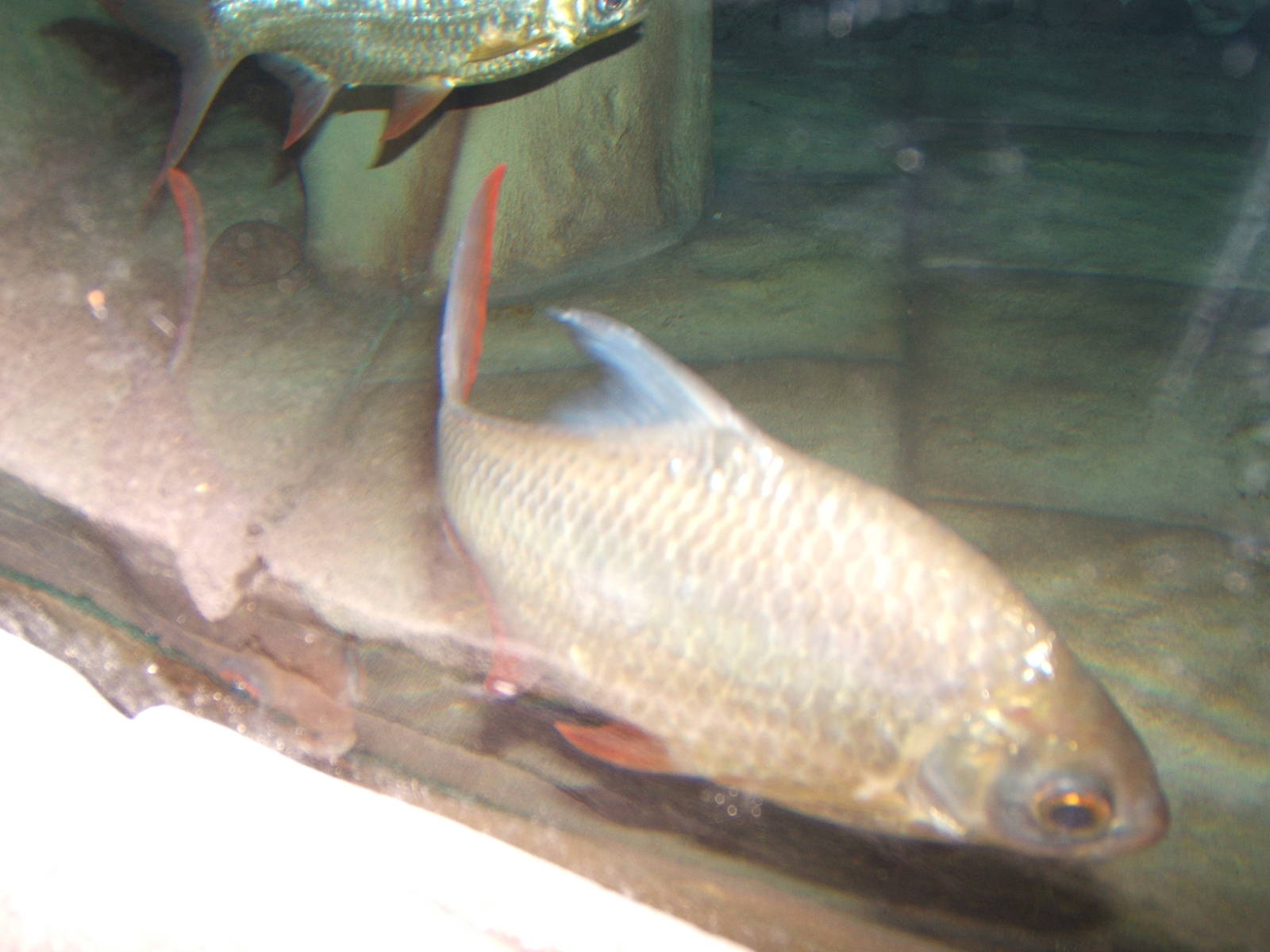 Tinfoil Barb in the Malayan Water Monitor pool