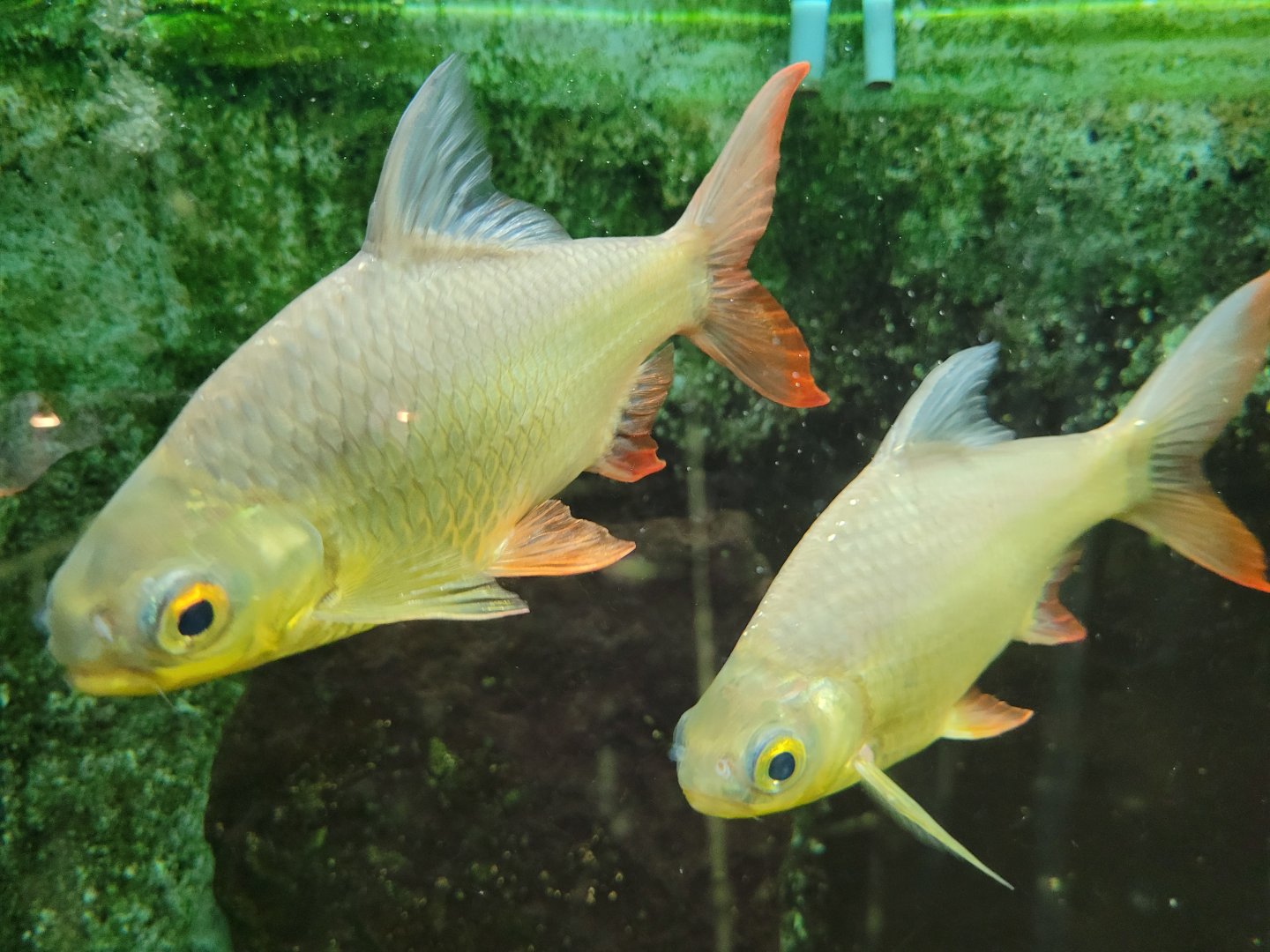 Tinfoil barb -Zoo de Santillana del Mar (2023)