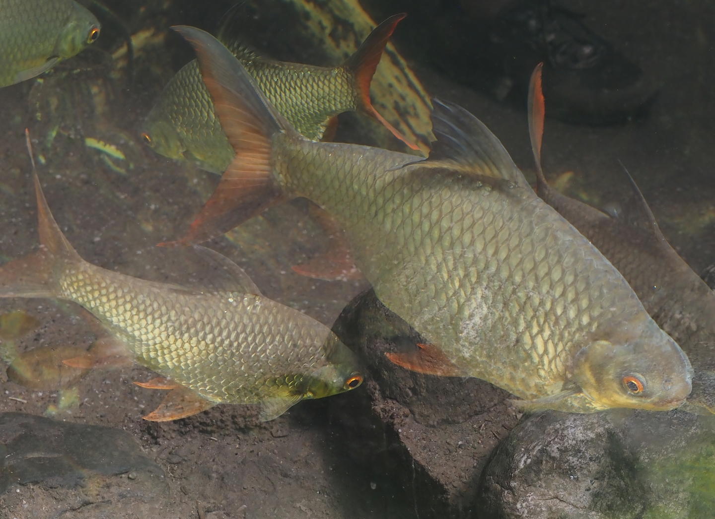 Tinfoil barbs (Barbonymus schwanefeldii), 2024-06-30