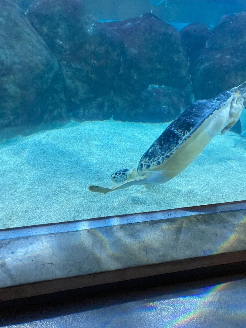 Tink the Green Sea Turtle (8/10/23)