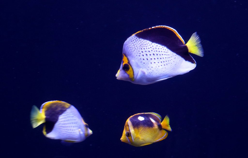 Tinker's and Fourspot Butterflyfish