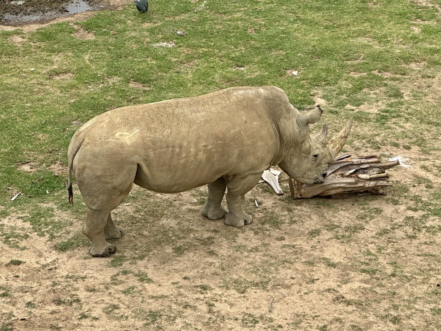 Tino (Southern White Rhinoceros Bull)