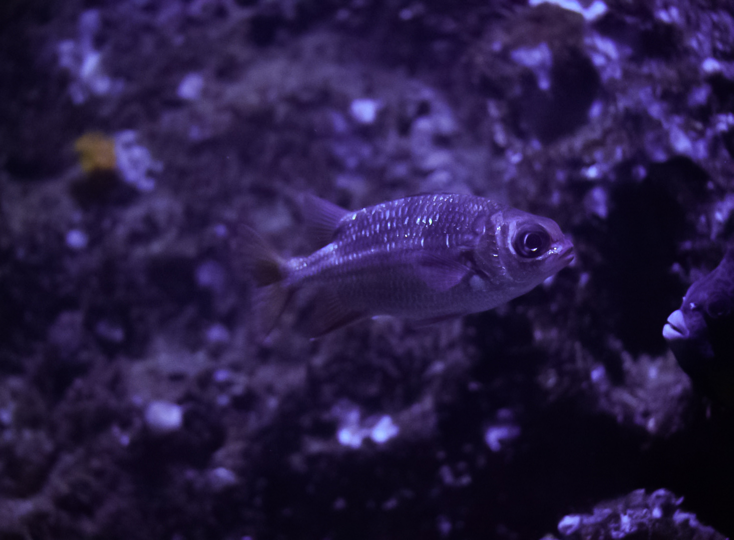 Tinsel Squirrelfish