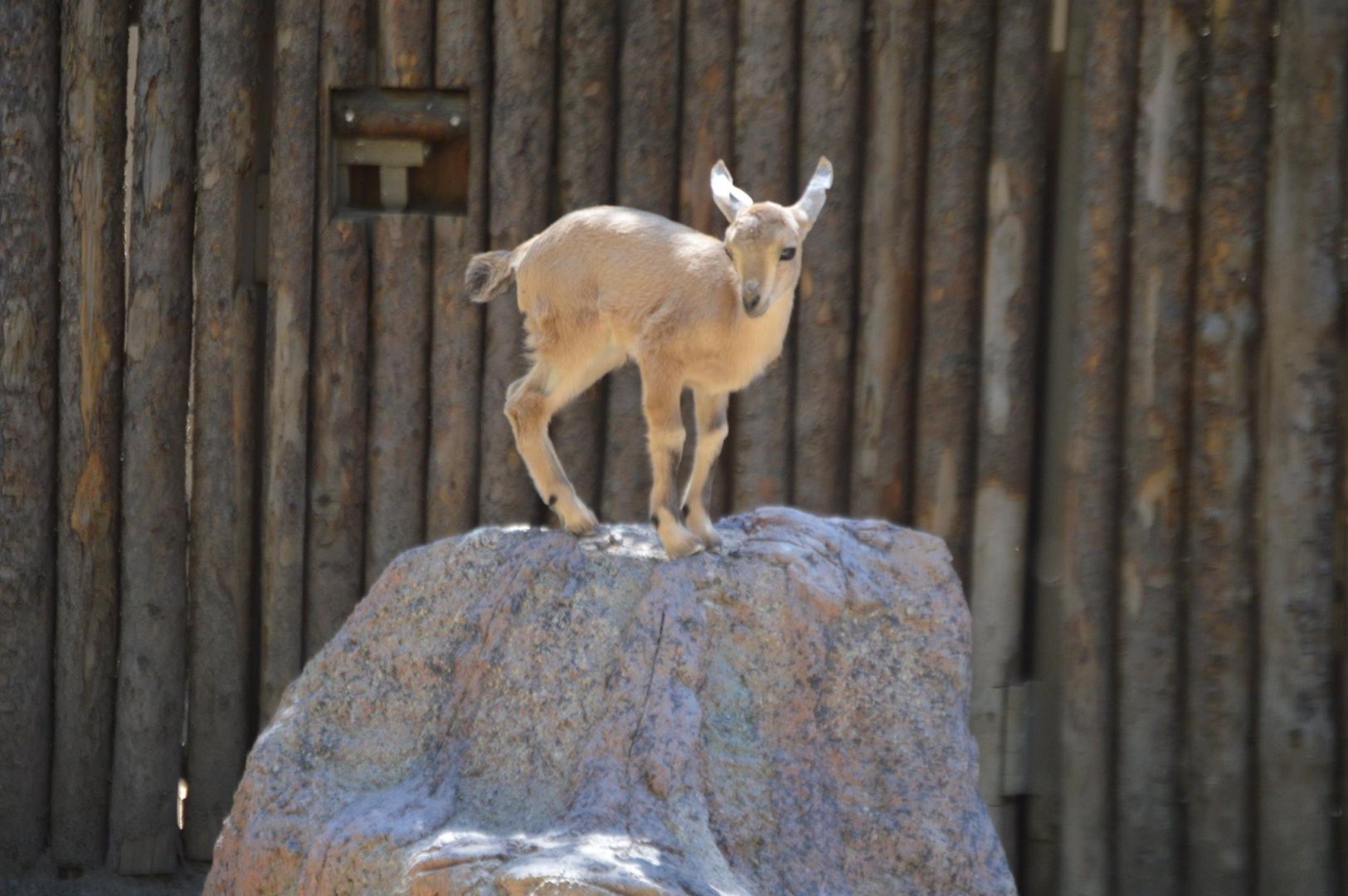 Tiny baby Capra nubiana