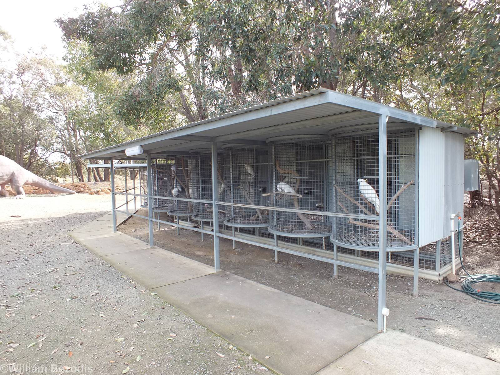 Tiny Cages for ' Talking Parrots' - Cohunu Koala Park