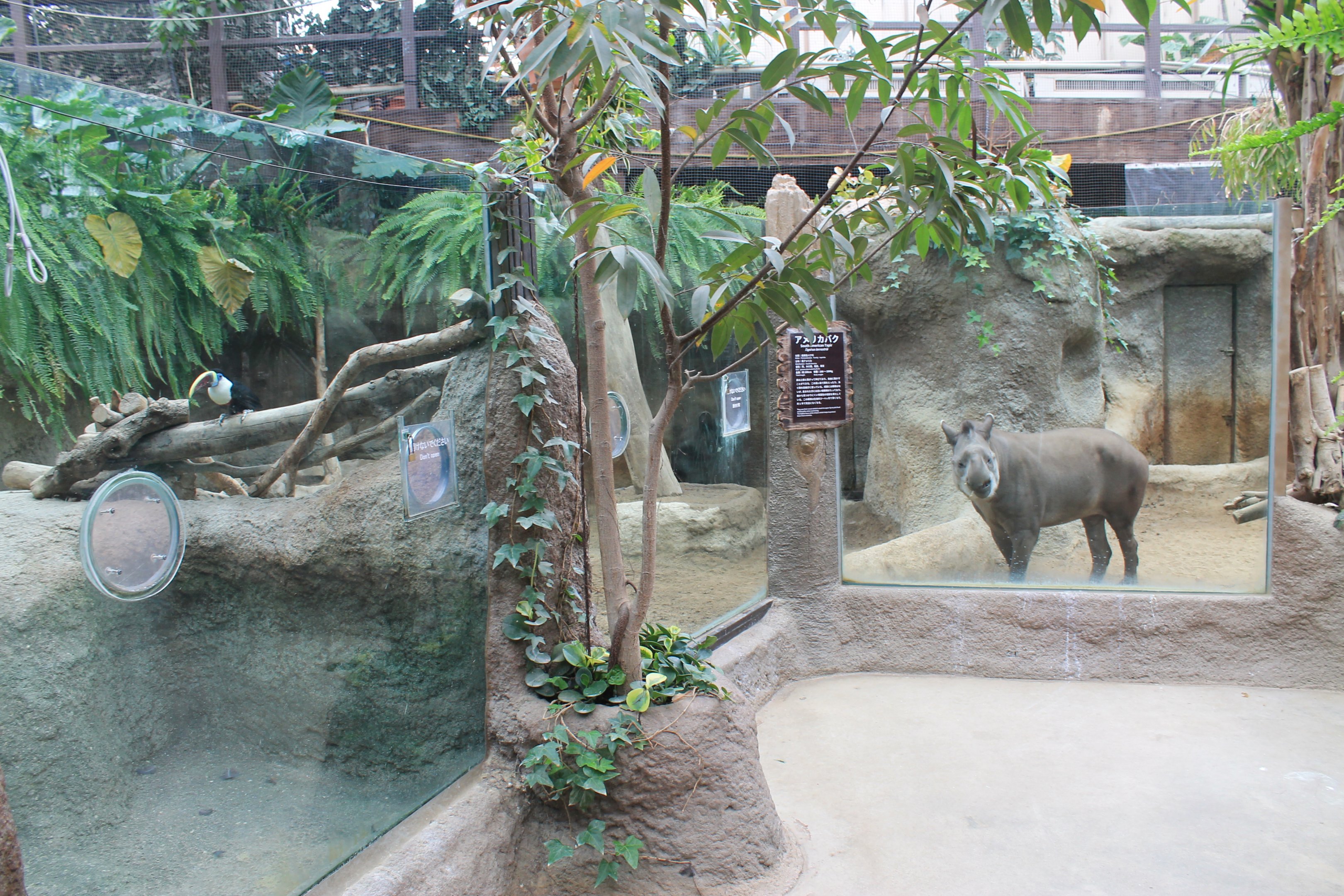 Tiny enclosure for Brazilian Tapir (Tapirus terrestris)