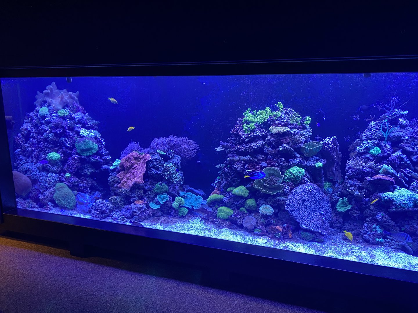 Tiny Giants - Coral reef exhibit 180322