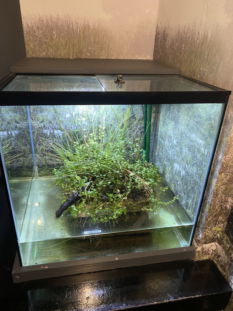 Tiny Giants - Fen raft spider exhibit 180322