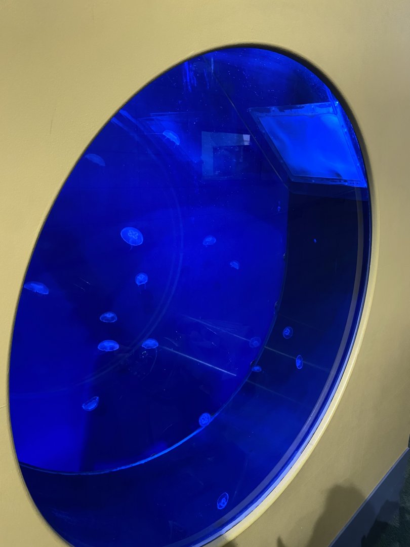 Tiny Giants - Moon jellyfish exhibit 180322