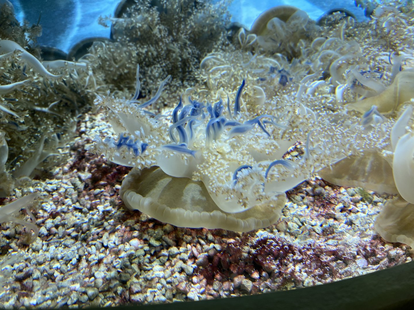 Tiny Giants - Upside down jellyfish 180322