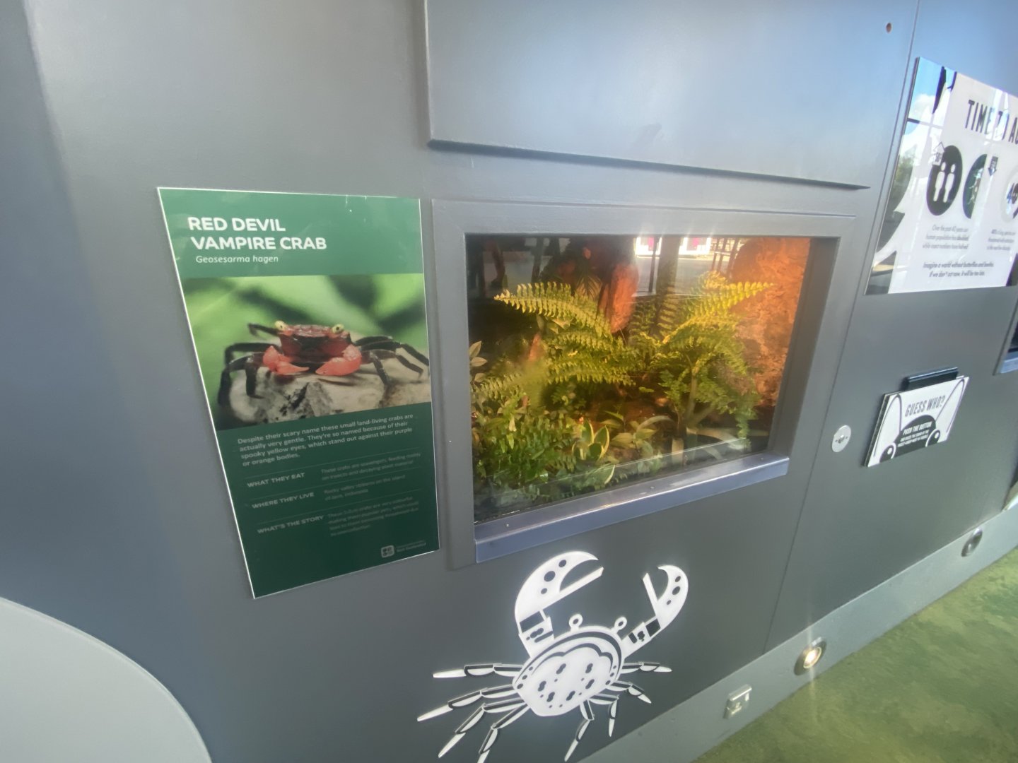 Tiny Giants - Vampire crab exhibit 180322