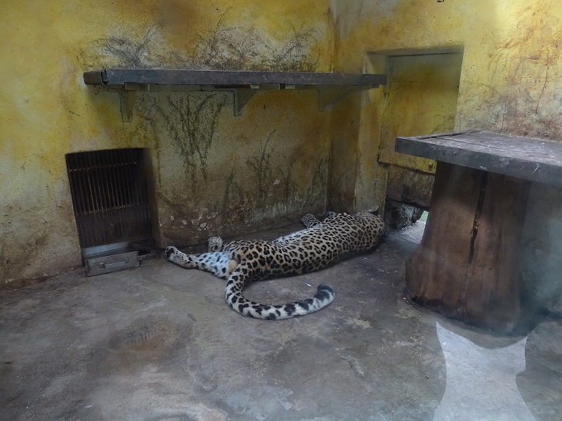 Tiny indoor enclosure for Persian leopard (04/23)