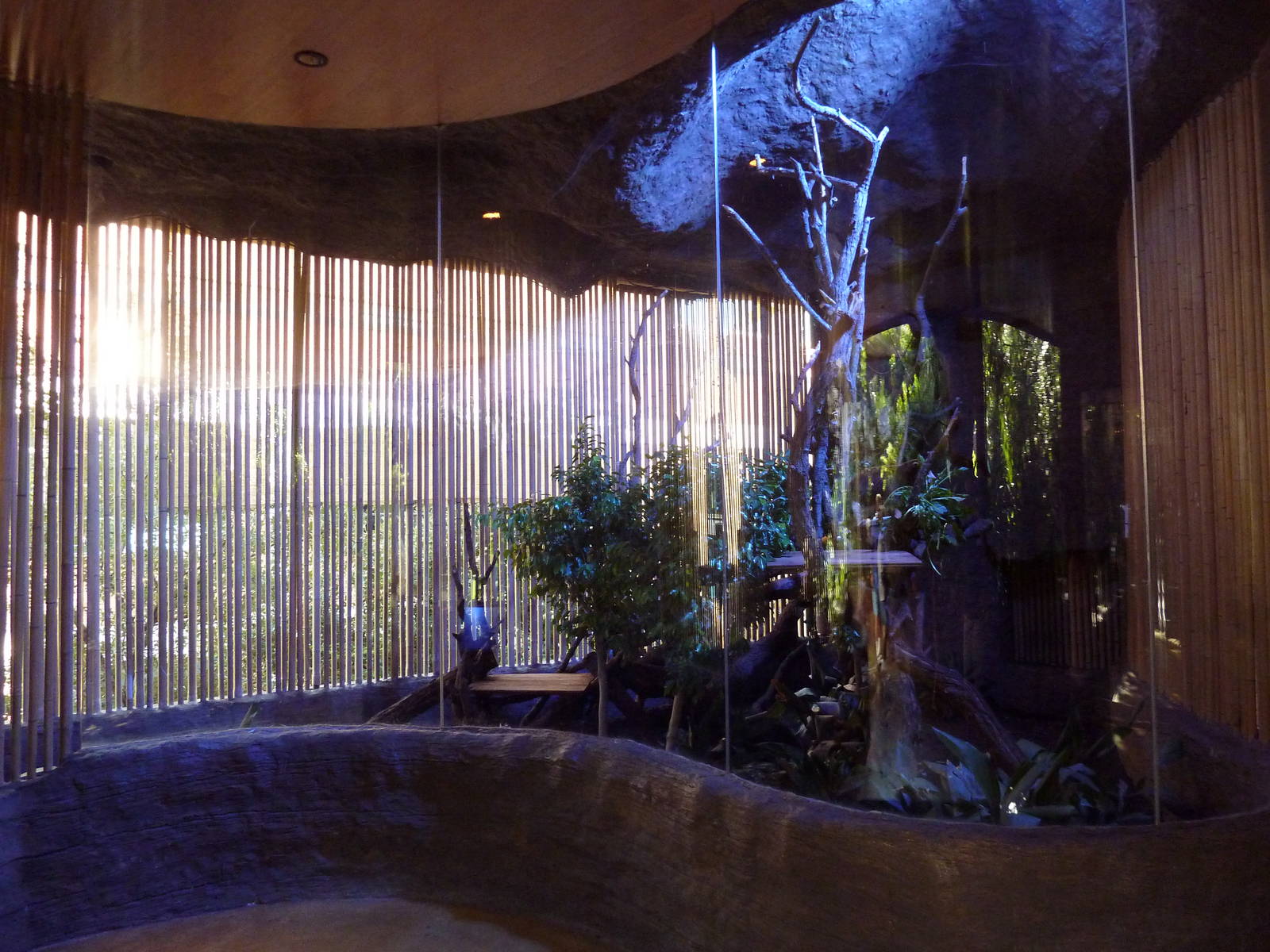 Tiny Matschie's Tree Kangaroo Exhibit