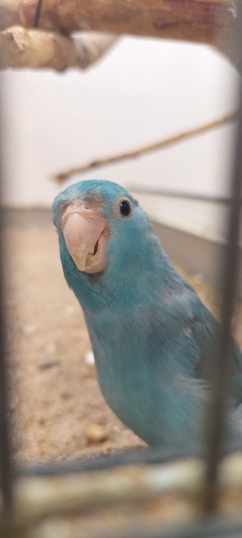 Tiny pet parrot id