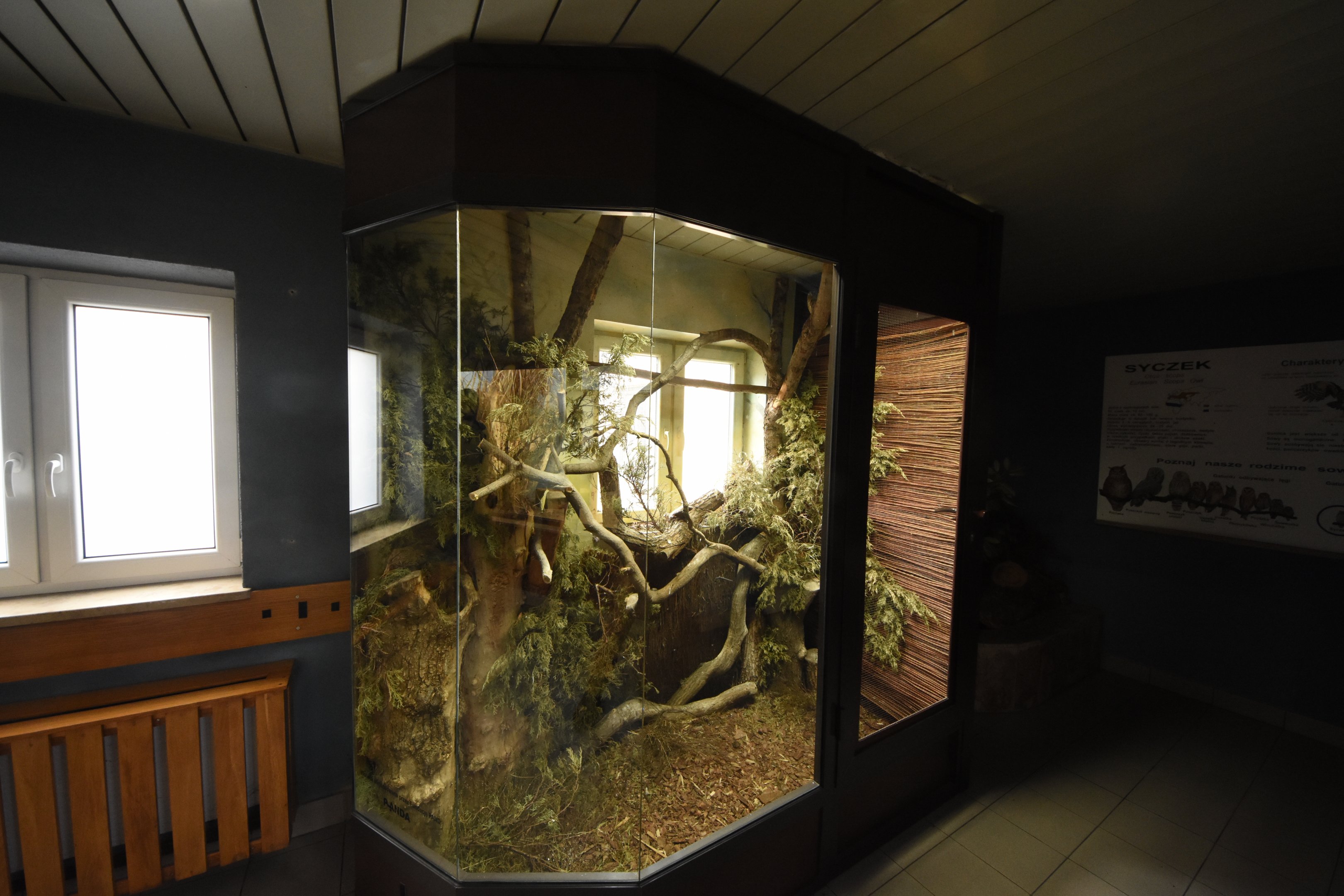 Tiny scops owl glass cage