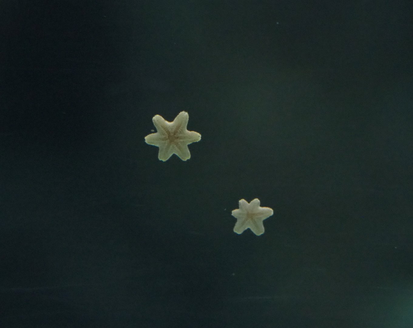 Tiny starfish on lagoon tank window (Sep 16th, 2018)