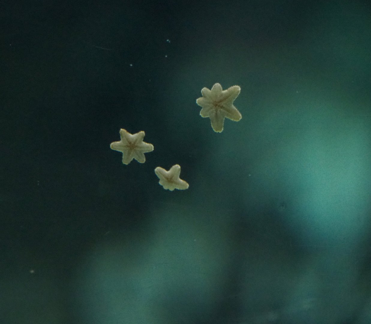 Tiny starfish on lagoon tank window (Sep 16th, 2018)
