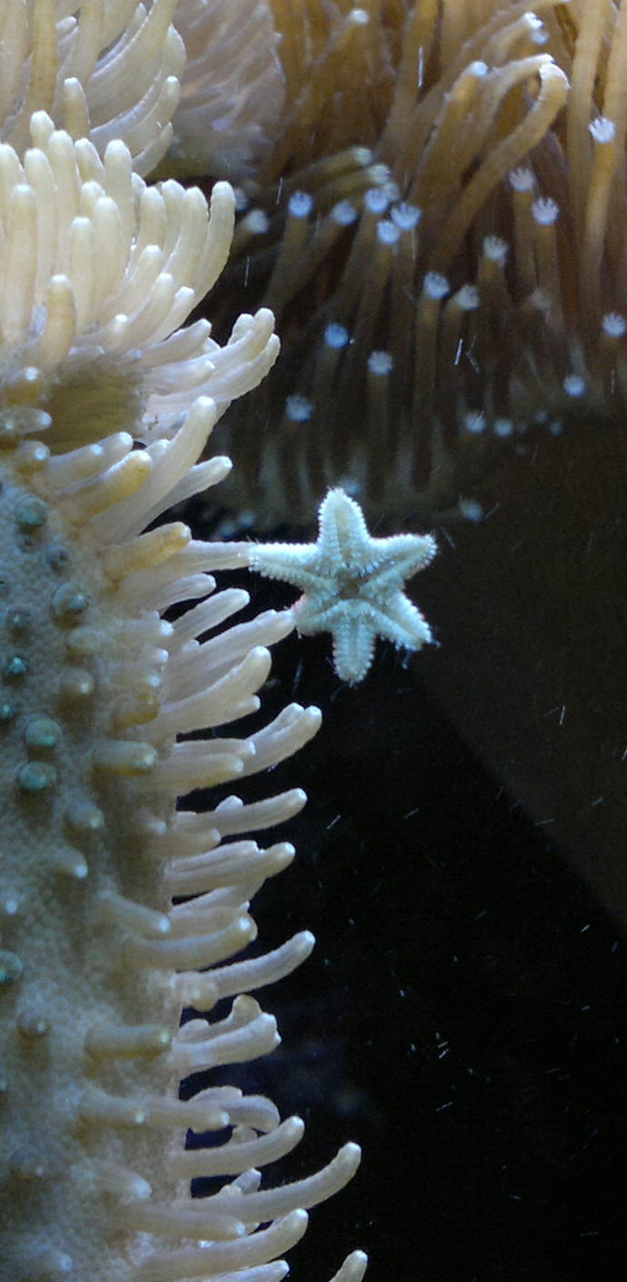 Tiny starfish!