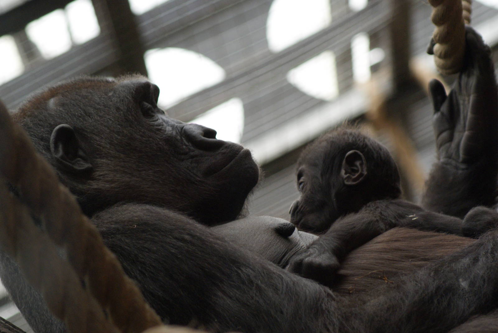 Tiny the Baby Gorilla suckling
