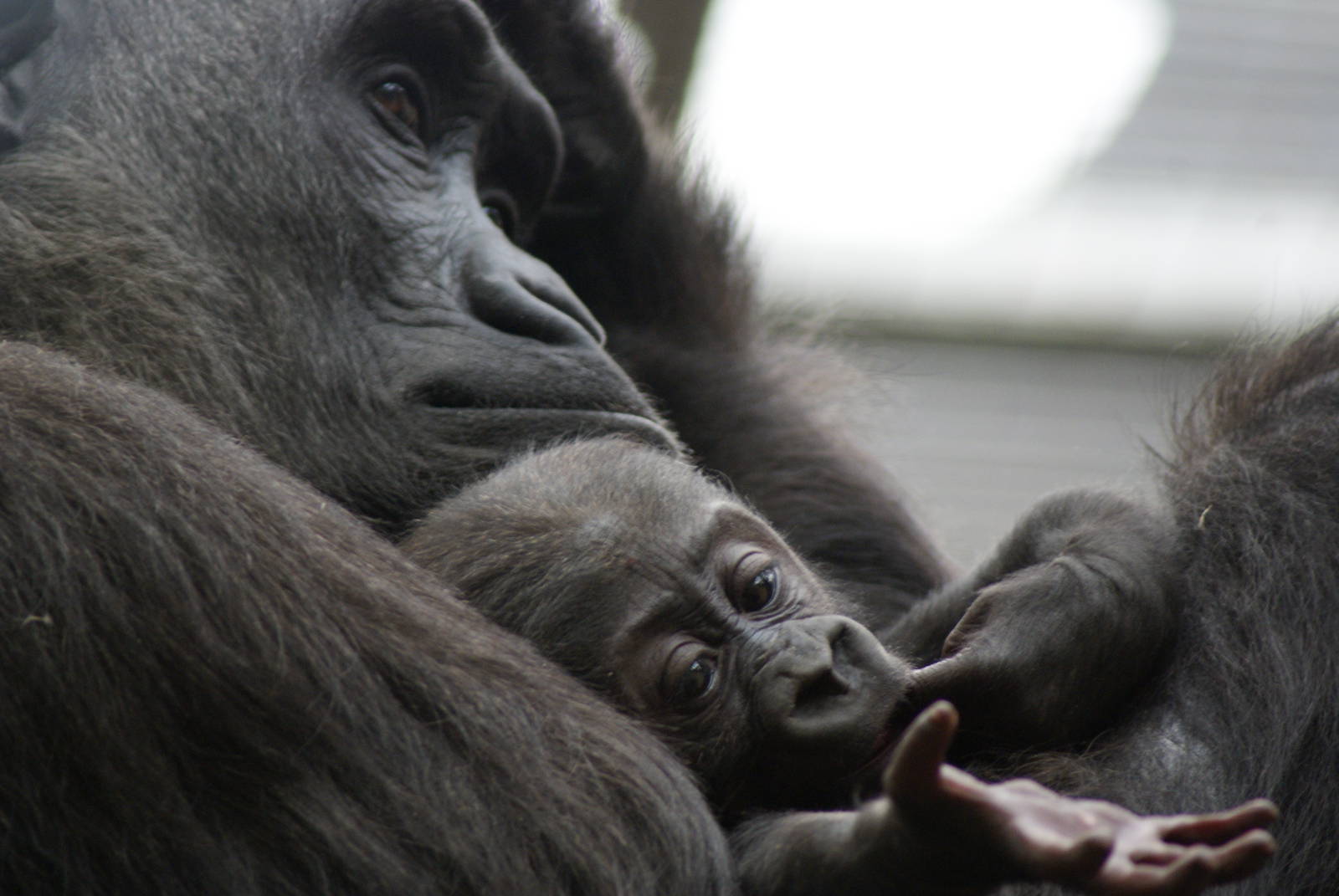 Tiny the Baby Gorilla with mum Mjukuu