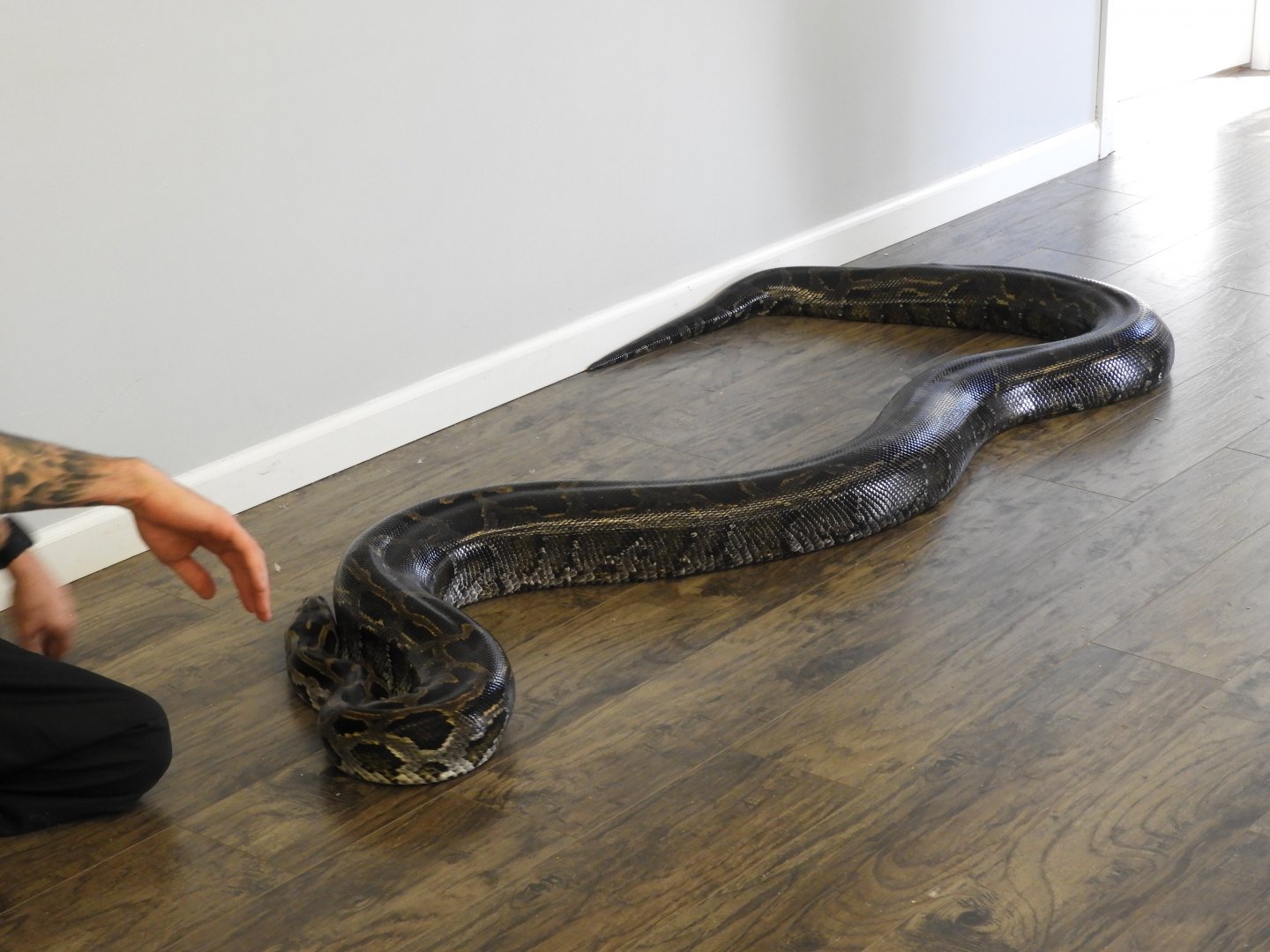 Tiny the Burmese Python (Python bivittatus)